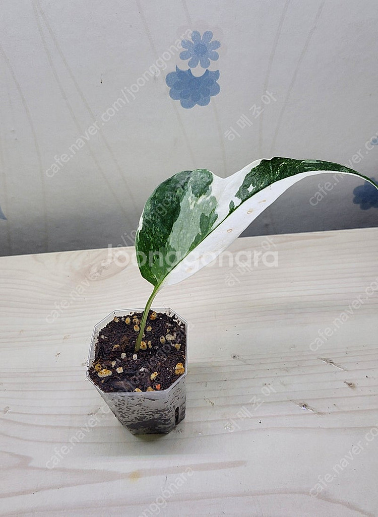 밤비노핑크바리,에피바리,에피민트,트루비문라이트,마블스킨,아미드리움미디움실버,풀민트히메,화이트민트히메,무늬히메,베놈 ...--8